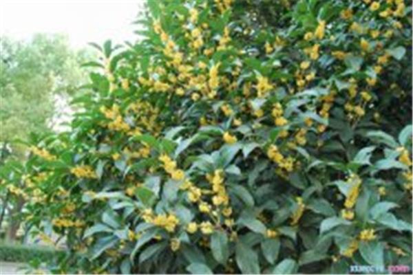 桂花树作文