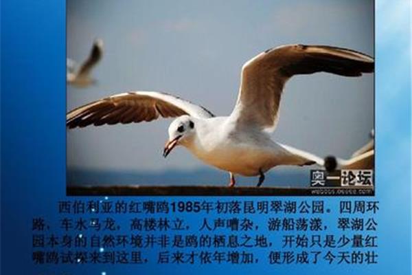 老人与海鸥