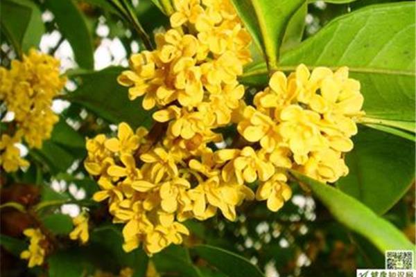 桂花树作文