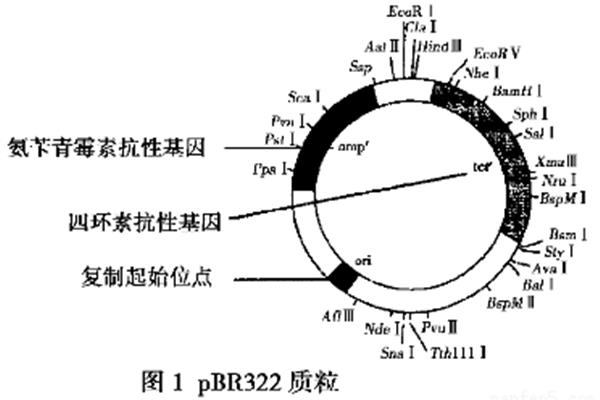 胰岛素本质