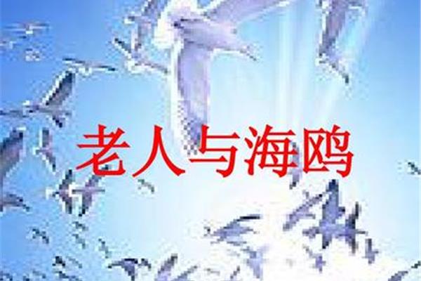 老人与海鸥