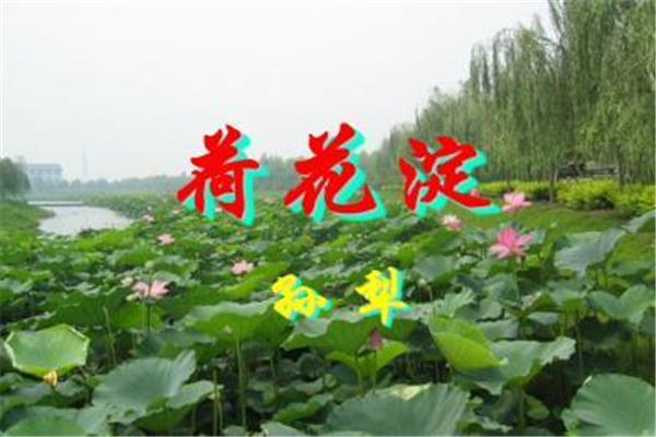 荷花淀的作者