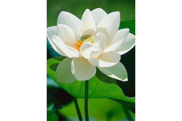 莲花的象征意义