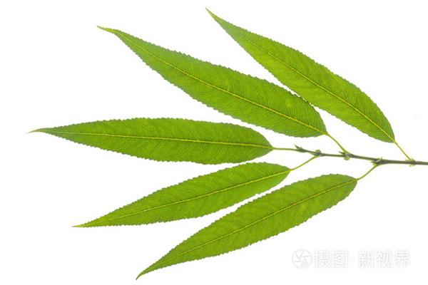 什么的树叶