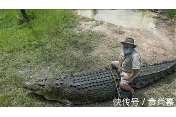 鳄鱼有感情吗