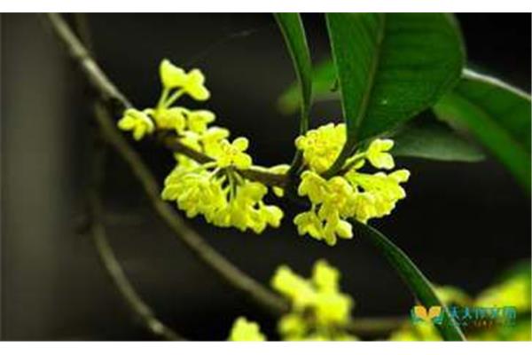 桂花树作文