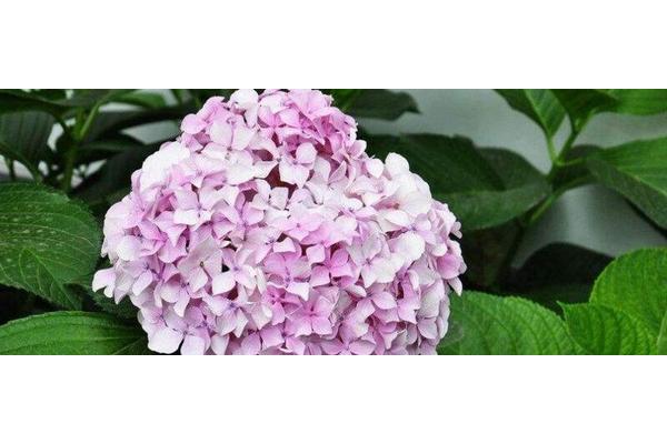 绣球花花语