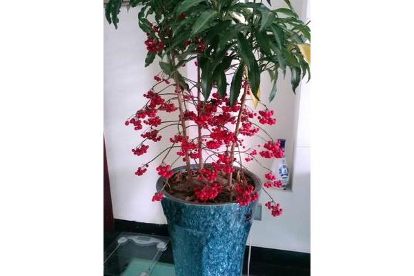金玉满堂花怎么养