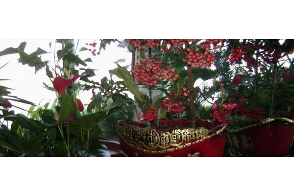 金玉满堂花怎么养