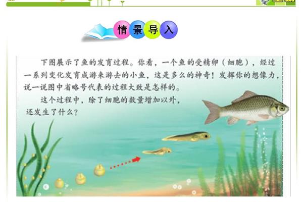 动物结构层次