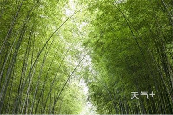 有关植物的诗句