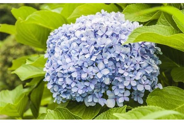 绣球花花语