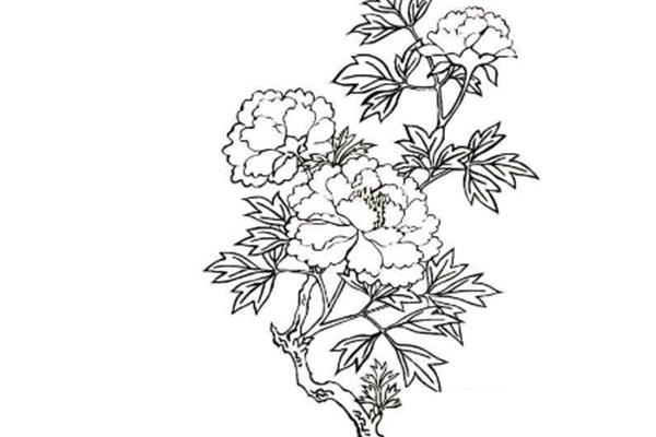牡丹花图片简笔画