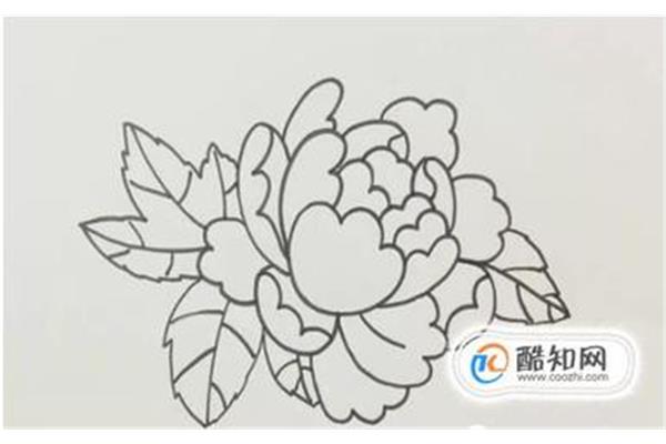 牡丹花图片简笔画