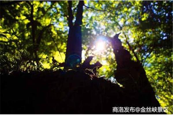 老林的春天