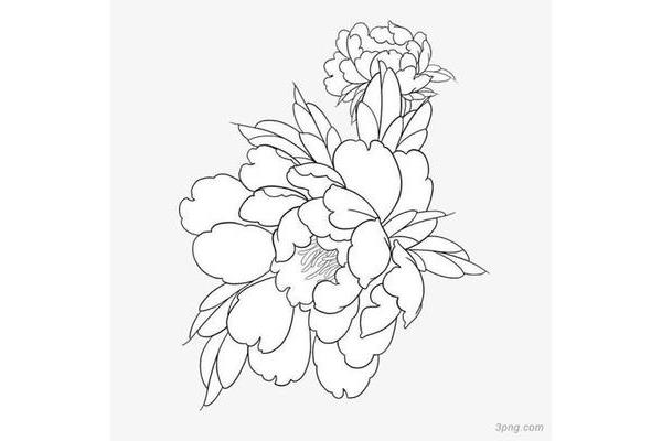 牡丹花图片简笔画