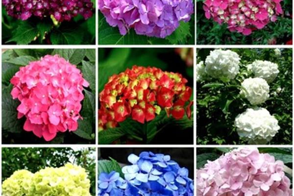 绣球花花语