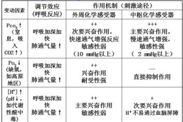 呼吸运动名词解释