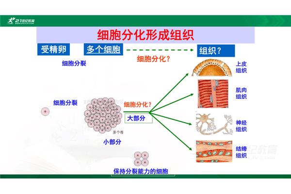 动物结构层次