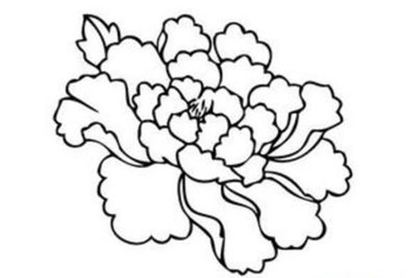 牡丹花图片简笔画