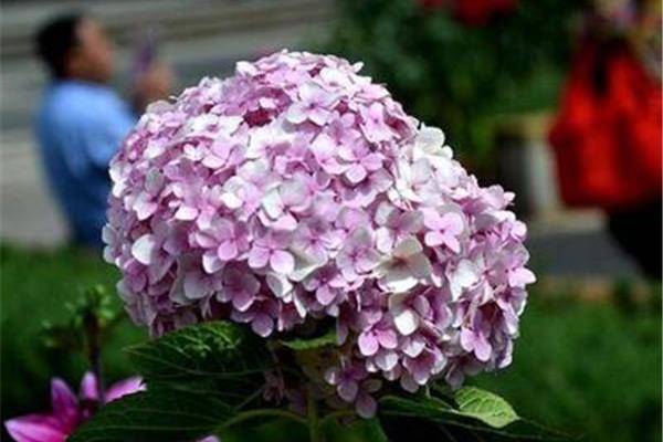 绣球花花语