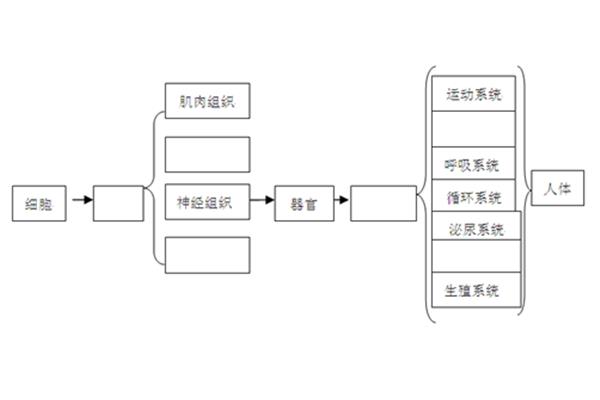 动物结构层次