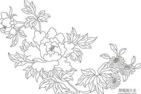 牡丹花图片简笔画