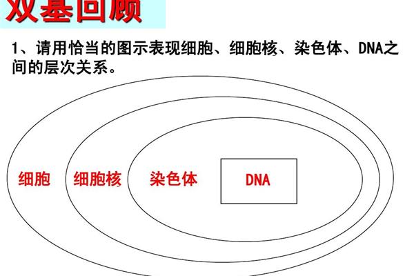 动物结构层次