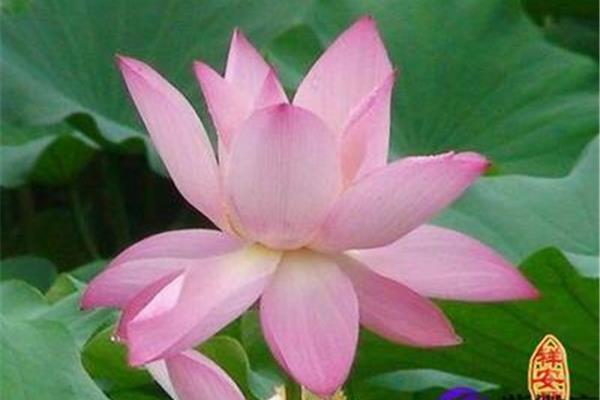 荷花又名什么