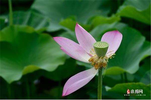 荷花又名什么