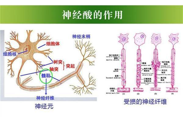 神经纤维的组成