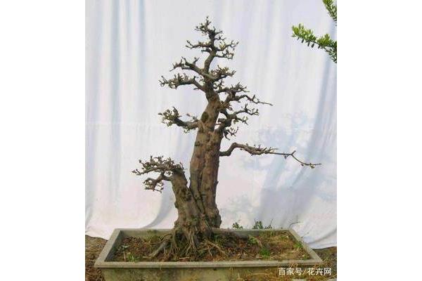 雀梅盆景怎么养
