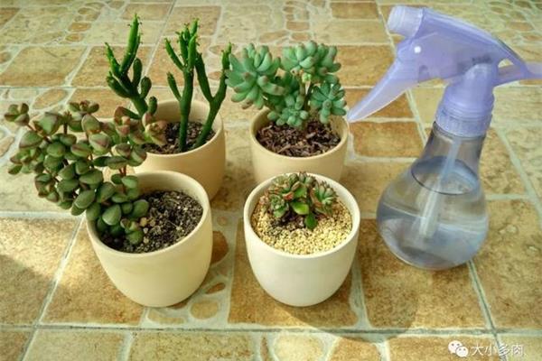 多肉植物浇水方法