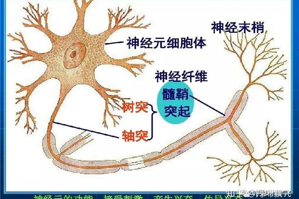 神经纤维的组成