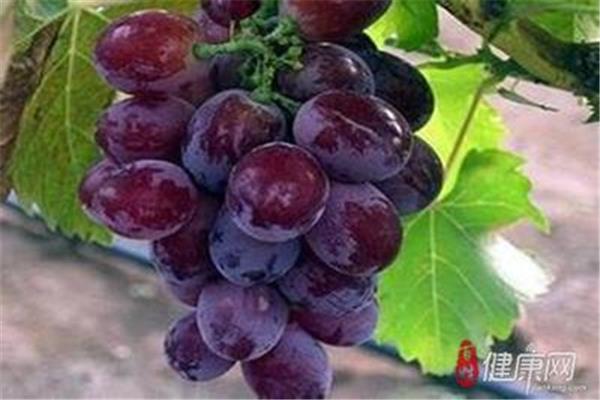 三叉神经吃什么