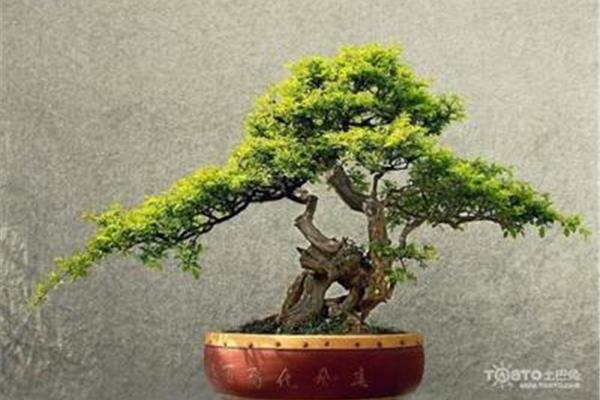 雀梅盆景怎么养
