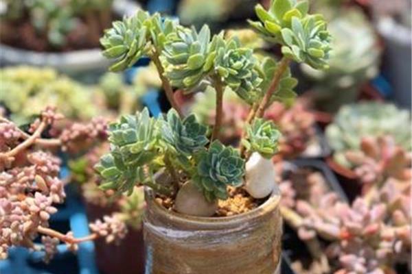 多肉植物浇水方法