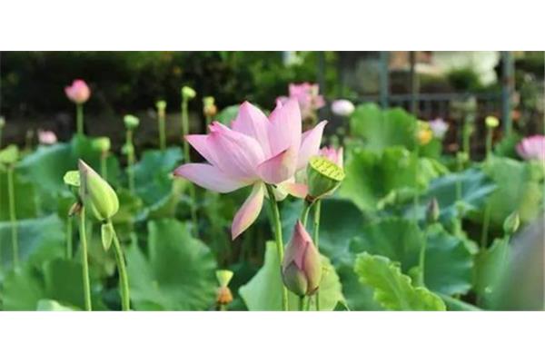 荷花又名什么