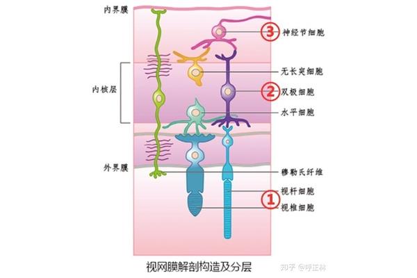 神经纤维的组成