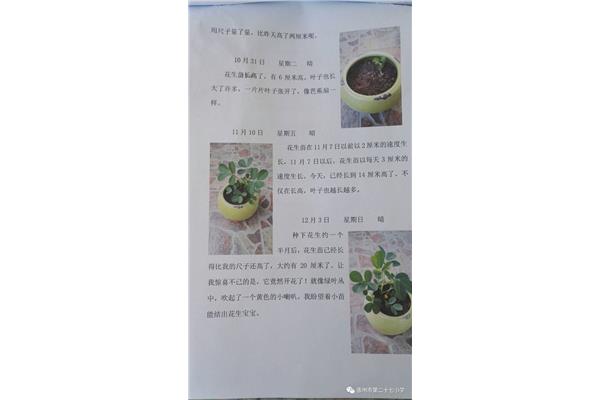 植物观察日记