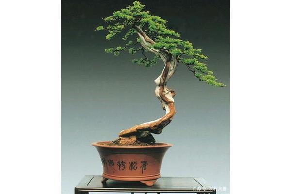 雀梅盆景怎么养