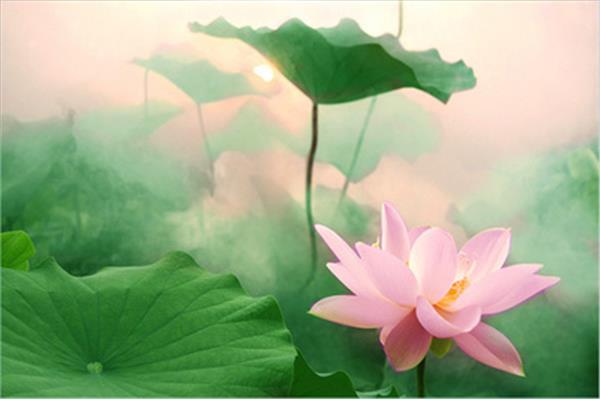 荷花又名什么