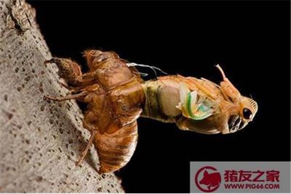 金蝉脱壳比喻什么