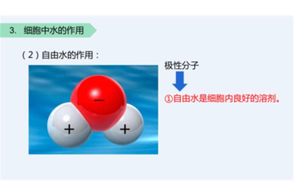 自由水的作用