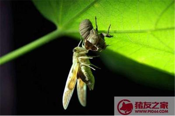 金蝉脱壳比喻什么