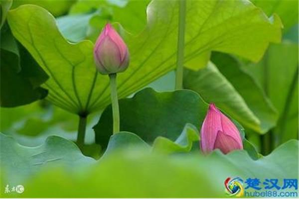 荷花又名什么