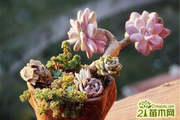 多肉植物浇水方法