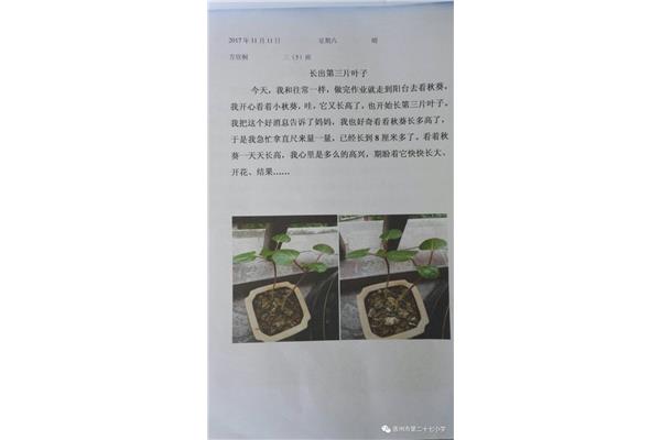 植物观察日记
