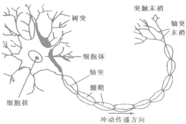 神经纤维的组成