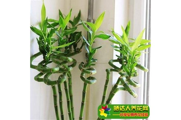 富贵竹的养殖方法